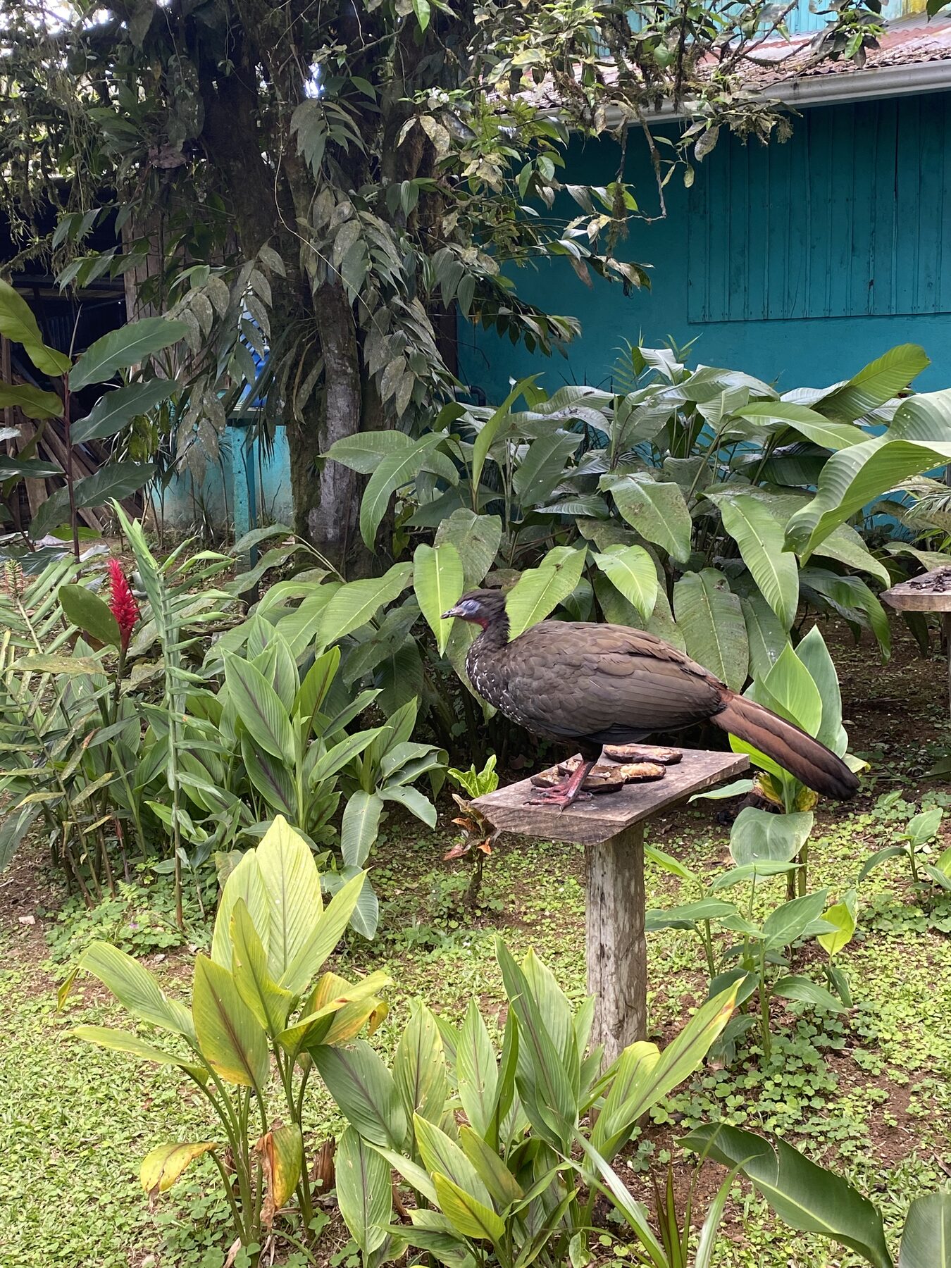 Rio Celeste glamping dome photo 33